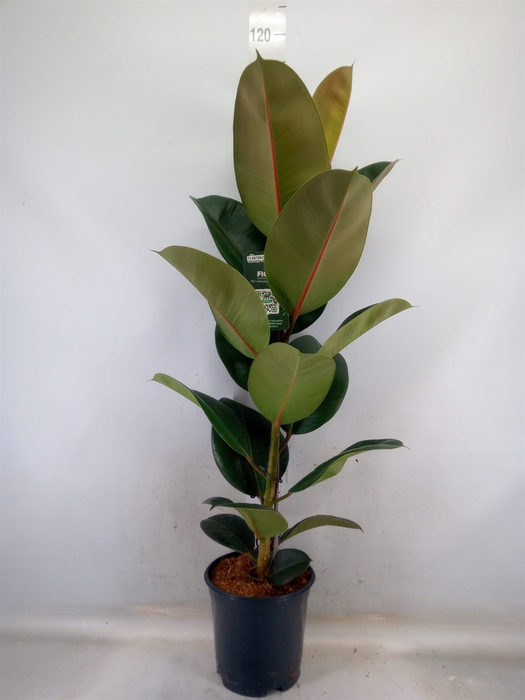 <h4>Ficus elastica 'Robusta'</h4>