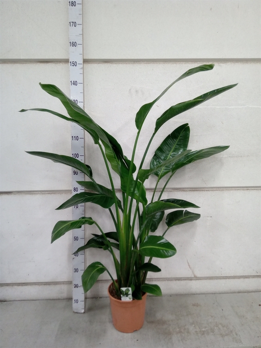 <h4>Strelitzia nicolai</h4>