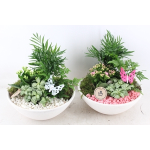 arr2 PL - Ebbischaal white x2 - roze/wit