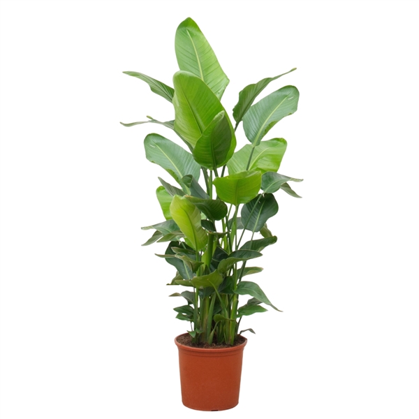 <h4>Strelitzia Nicolai - 170cm (6-stek)</h4>