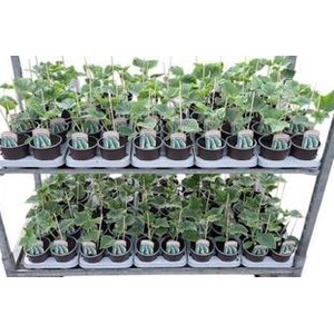 Komkommerplanten