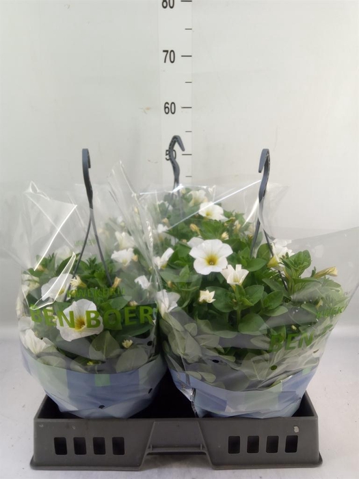 <h4>Petunia   ...</h4>