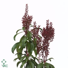 PIERIS BONFIRE PER BUNCH