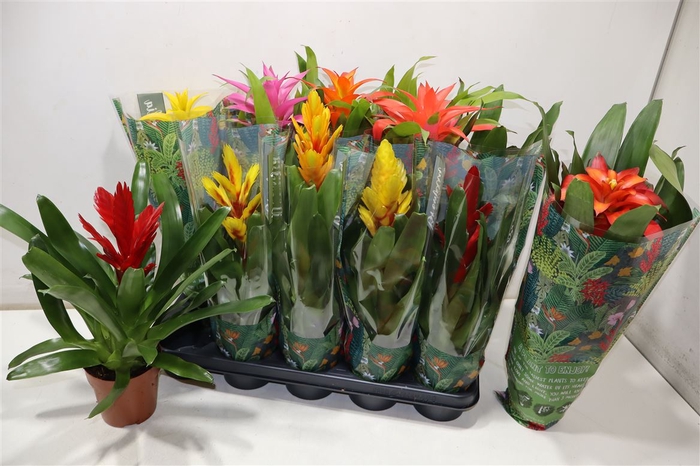 <h4>Bromelia Gem 6 Srt</h4>