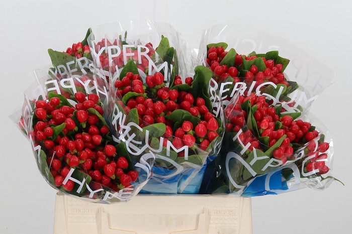 <h4>Hyp Coco Diablo</h4>