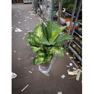 Dieffenbachia seguine Reeva