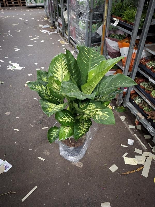<h4>Dieffenbachia seguine Reeva</h4>