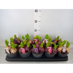 Hyacinthus orie. 'Pearl'  ...mix  3