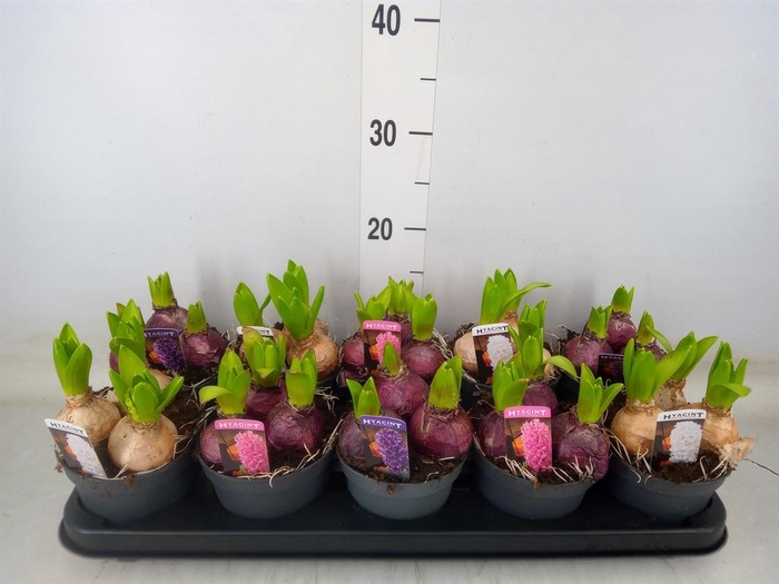 <h4>Hyacinthus orie. 'Pearl'  ...mix  3</h4>