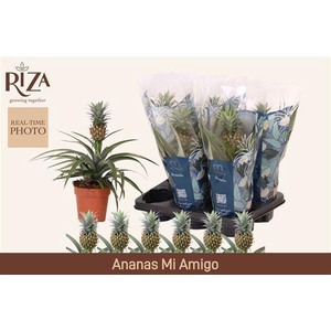 ANANAS MI AMIGO