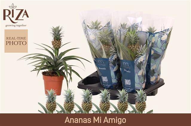 <h4>ANANAS MI AMIGO</h4>