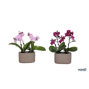 Betonpot ovaal Joyce p14x08 Phal Tiny Dolls 4T20+ (2 p.p.) + Aqu@