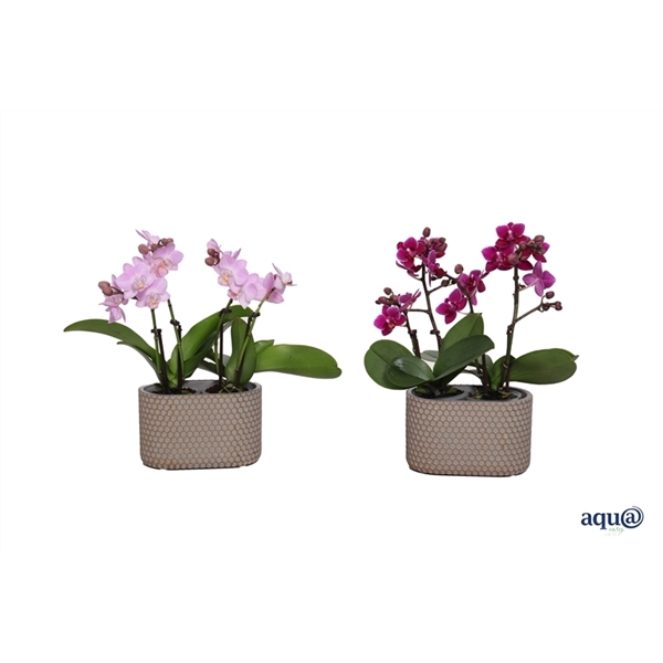 <h4>Betonpot ovaal Joyce p14x08 Phal Tiny Dolls 4T20+ (2 p.p.) + Aqu@</h4>