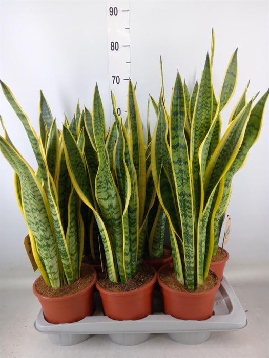 <h4>Sansevieria trifa. 'Laurentii'</h4>