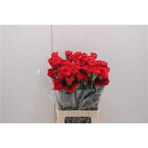 Di St Red