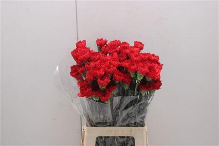 Di St Red