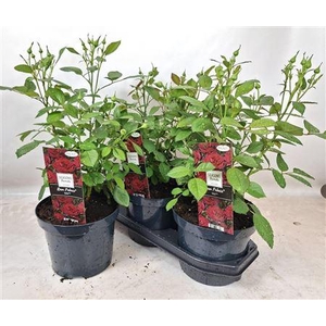 Rosa Palace Rood (r) Collection In 19cm P