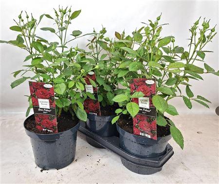 <h4>Rosa Palace Rood (r) Collection In 19cm P</h4>