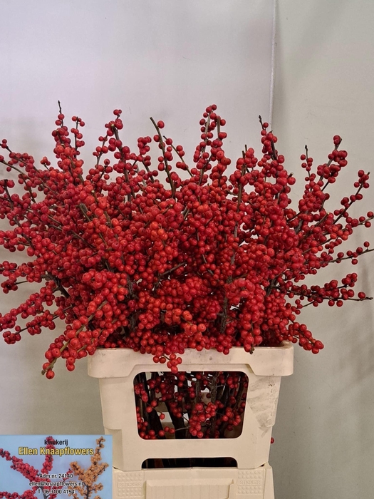 <h4>ILEX VE RODE BES</h4>