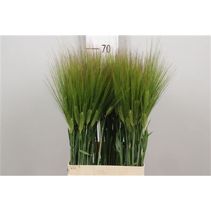 Triticum Aestivum