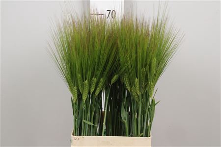 <h4>Triticum Aestivum</h4>