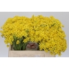 Allium Moly Jeannine