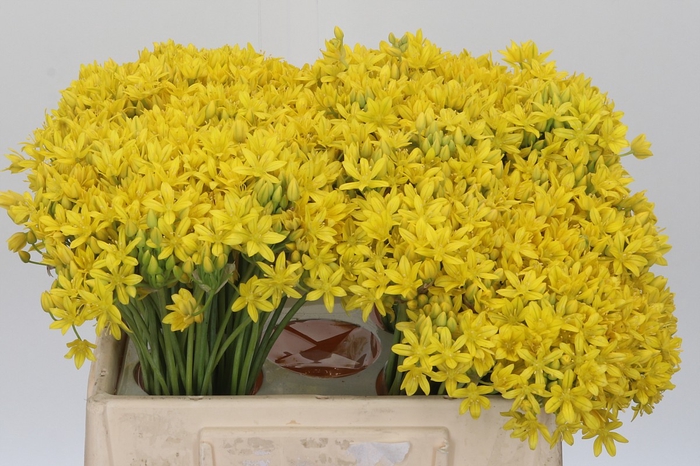 <h4>Allium Moly Jeannine</h4>