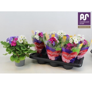 PRIM OB SWEETKIS SEN