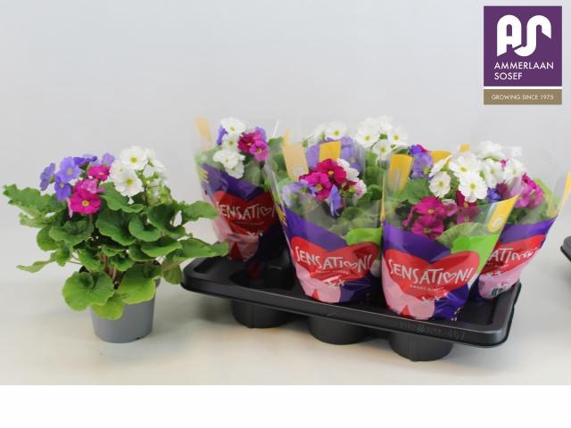 <h4>PRIM OB SWEETKIS SEN</h4>