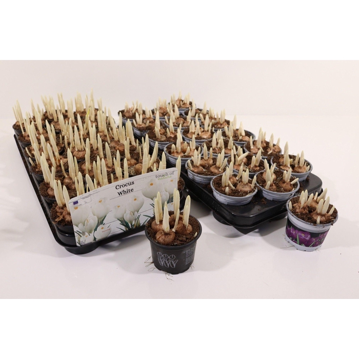 <h4>Crocus 2 kleuren 9cm</h4>