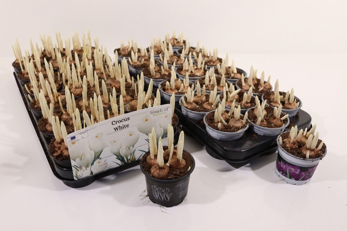 Crocus 2 kleuren 9cm