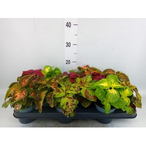 Plectranthus col. 'Wizard'   ...mix