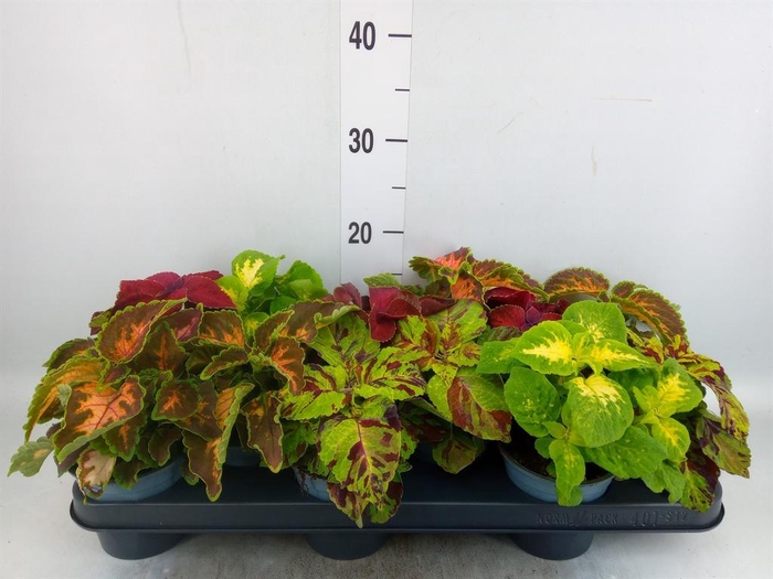 <h4>Plectranthus col. 'Wizard'   ...mix</h4>