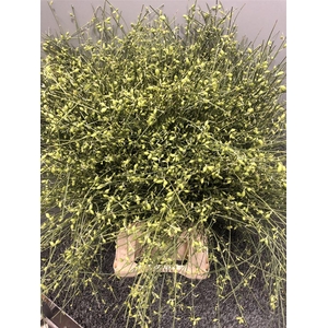 Genista Bes Green
