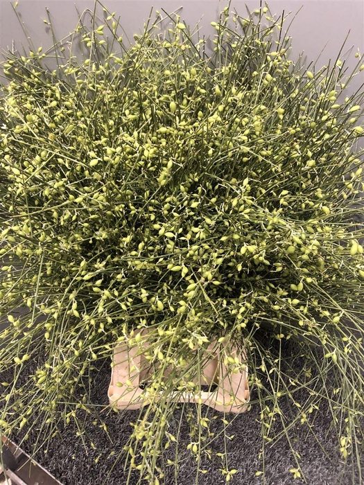 <h4>Genista Bes Green</h4>
