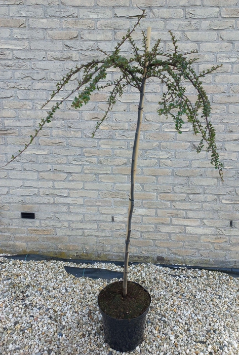 <h4>Cotoneaster apiculatus 'Blackburn' 120ST</h4>