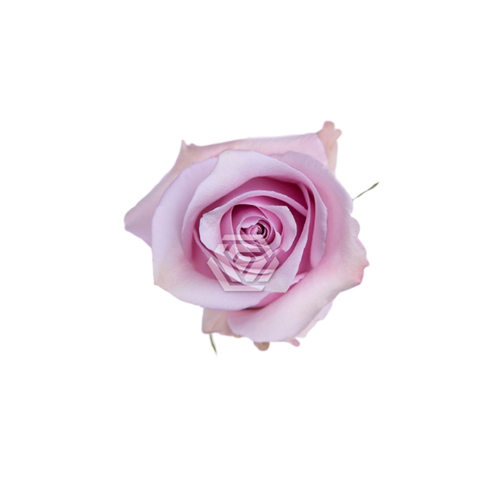 <h4>R GR NAUTICA</h4>