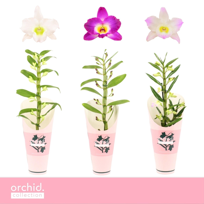 <h4>Dendrobium Nobilé, Mix 1-spike 'Orchid Collection' Potcover</h4>
