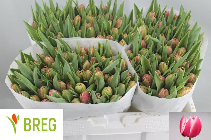 <h4>TU DU COLUMBUS</h4>