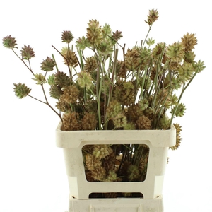 Glycyrrh Yunnanen Zd 7+ Bal