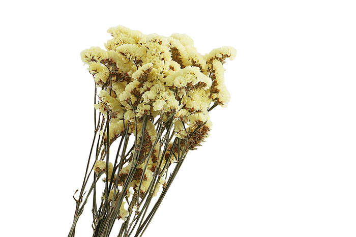 Statice Yellow Natural