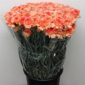 Di St Ateca Orange