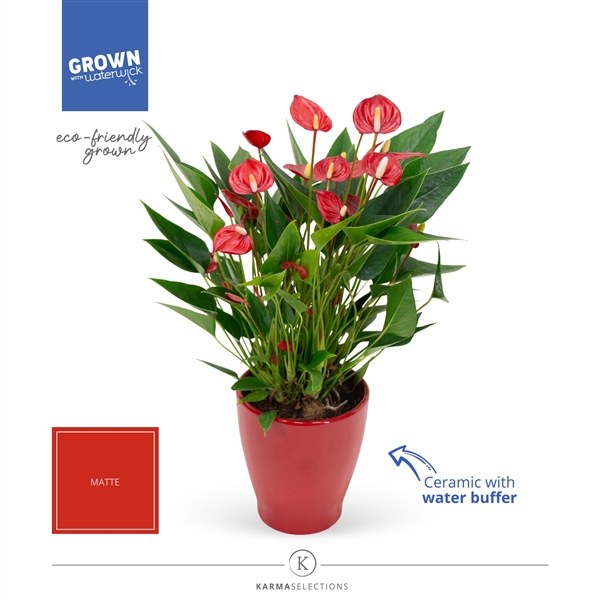 <h4>Anthurium - KARMA Million | Carolina Red | Waterreservoir</h4>