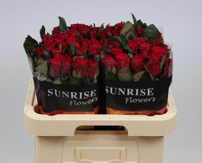 <h4>R GR RED TACAZZI+</h4>