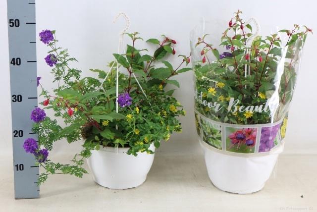 <h4>PERKPL TOEF 4 KL</h4>