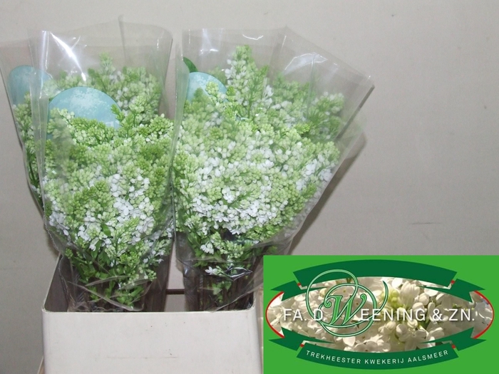 <h4>SYR V MME FL STEPMAN</h4>