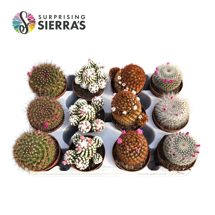 <h4>Sierra's® - Cactus Flowering Mix</h4>