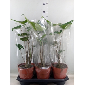 Alocasia zebrina