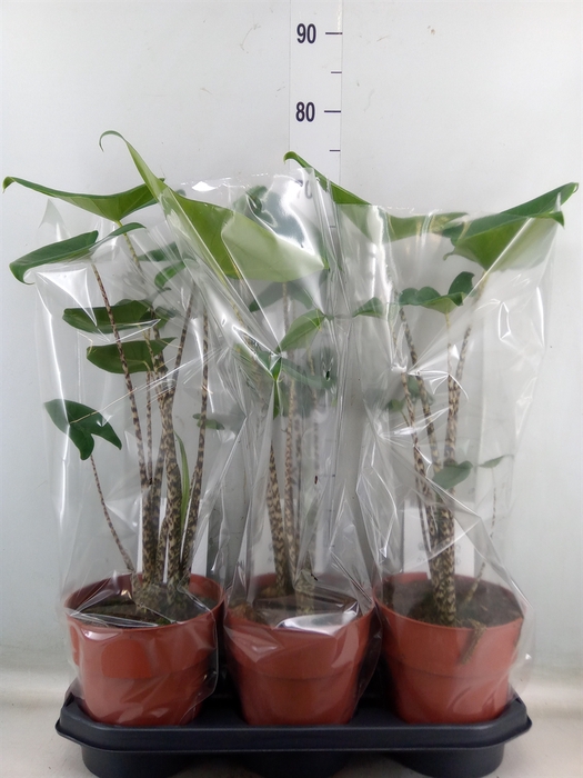 <h4>Alocasia zebrina</h4>