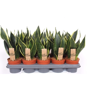 Sansevieria Black Superba